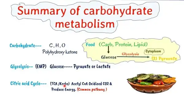 Tóm tắt quá trình chuyển hóa Carbohydrate trong cơ thể Tóm tắt quá trình chuyển hóa Carbohydrate trong cơ thể