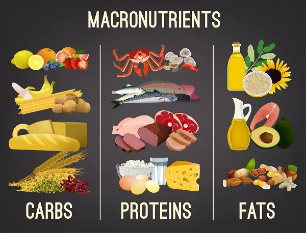 Tổng quan về Macronutrient hay Protein, Carbohydrate và Fat Tổng quan về Macronutrient hay Protein, Carbohydrate và Fat
