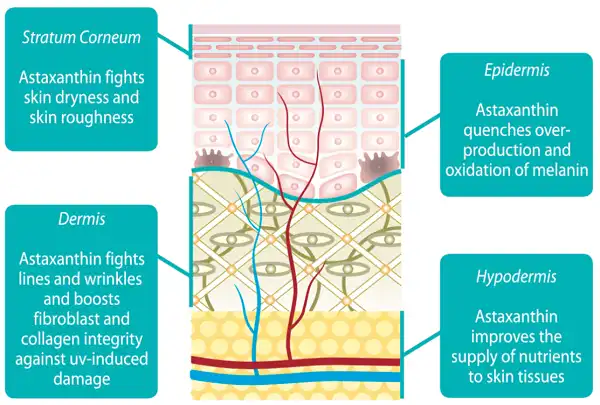 Trẻ hoá làn da cùng Astaxanthin