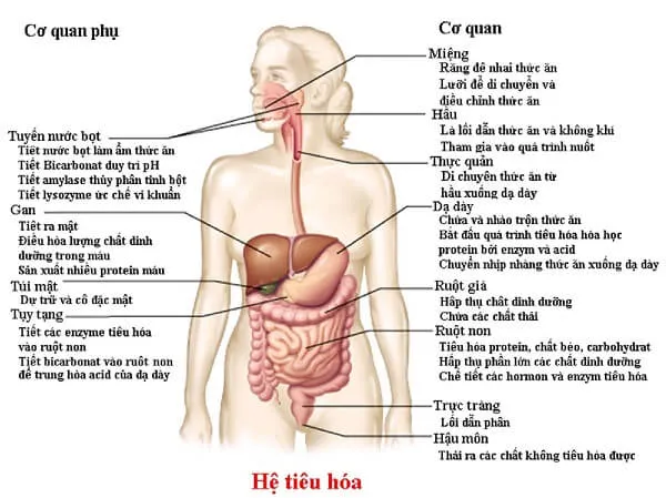 Tư thế cơ thể ảnh hưỡng đến hóa trình tiêu hóa Tư thế cơ thể ảnh hưỡng đến hóa trình tiêu hóa