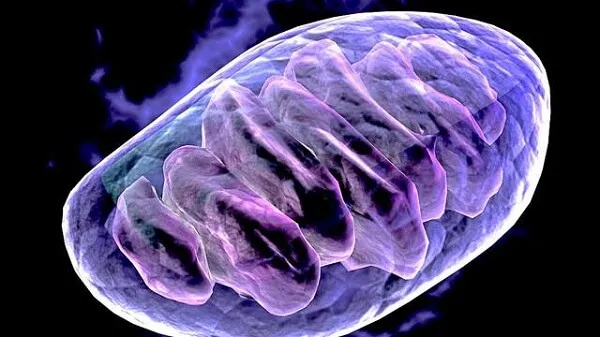 Ty thể có vai trò quan trọng trọng việc chuyển hoá năng lượng, tình dục, sinh sản, kiểm soát cả quá trình lão hoá và cái chết Ty thể có vai trò quan trọng trọng việc chuyển hoá năng lượng, tình dục, sinh sản, kiểm soát cả quá trình lão hoá và cái chết