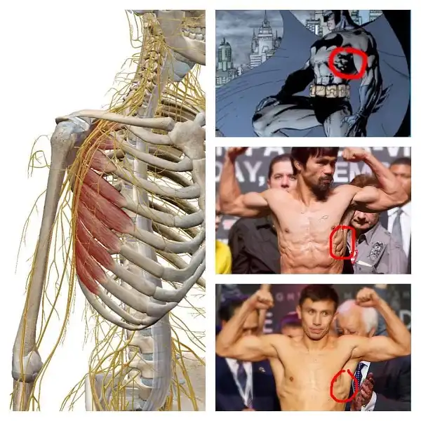 Vài dòng về cơ răng cưa phía trước hay Serratus Anterior Vài dòng về cơ răng cưa phía trước hay Serratus Anterior