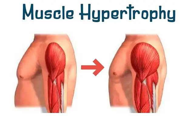 Vài dòng về Hypertrophy