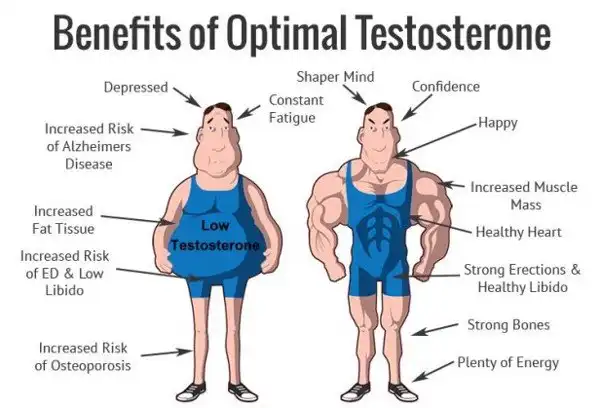 Vài dòng về Testosterone