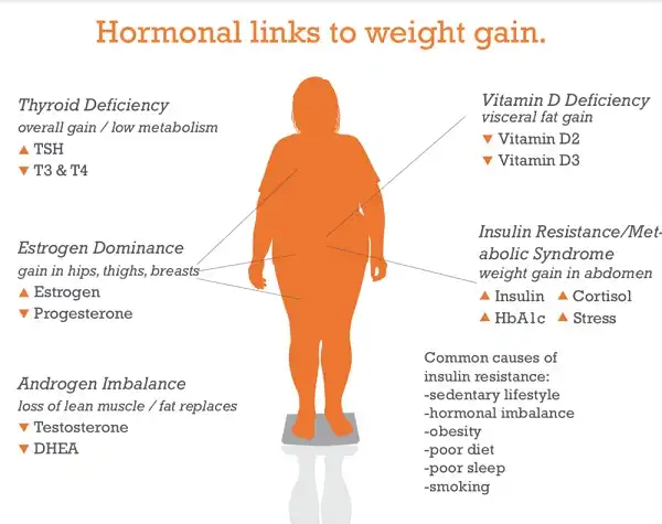 Vài Hormone dẫn đến việc tăng cân Vài Hormone dẫn đến việc tăng cân