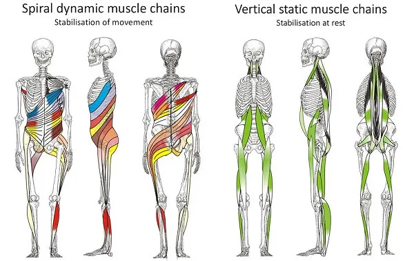 Vai trò của cơ ổn định quan trọng hơn bạn biết Vai trò của cơ ổn định quan trọng hơn bạn biết