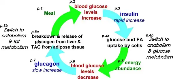 Vai trò của Insulin trong cycle