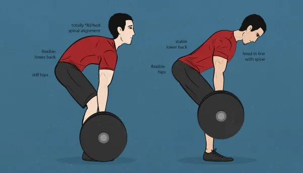 Vai trò của phần cơ lưng dưới trong Deadlift