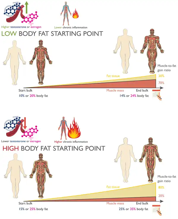 Vì sao cần giữ lượng bodyfat thấp trước khi vào cycle
