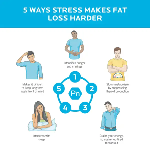 Vòng tuần hoàn béo vì Stress Vòng tuần hoàn béo vì Stress