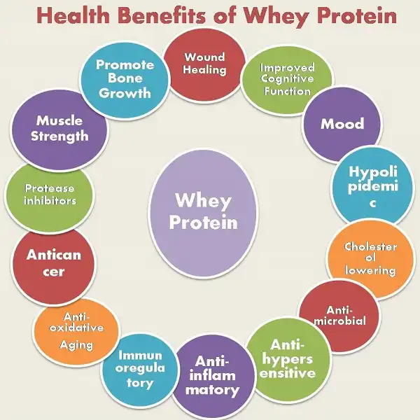 Bổ sung Whey Protein có nhiều tác dụng tốt cho cơ thể Bổ sung Whey Protein có nhiều tác dụng tốt cho cơ thể